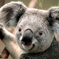 Koala.jpg